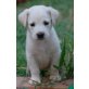 Arkouda, lebte im Hundelager, Labrador - Retriever Mix Welpen - Hündin