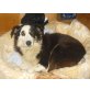 Arlette, Border-Collie-Mix - Hündin