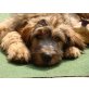 Arlette, Briard Welpen - Hündin