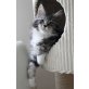 Armand van Helden, Maine Coon - Kater