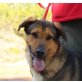 Armando, Schäferhund Mix - Rüde