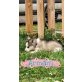Armani, Abahachi und Akito, Husky - Rüde