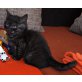Armani, Britisch Kurzhaarkatze - Kater