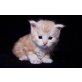 Armani, Maine Coon - Kater