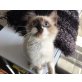Armani, Mischling - Kater