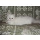 Armani, Perser - Kater