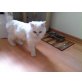 Armani, Perser Weiß - Kater