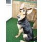 Armani, Podenco Schäferhund Colli - Rüde