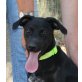 Armani, kleiner Labrador Mix - Rüde