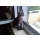 Armani, maincoone-perser mix - Katze