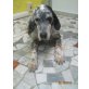 Armer Haider sucht gutes Heim!, English Setter - Rüde