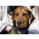 Armin 3, Beagle-Mischlingsrüde - Rüde