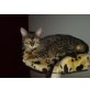 Armin, Bengalkatze - Kater