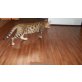 Armin, Bengalkatze - Kater