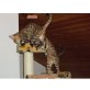 Armin, Bengalkatze - Kater