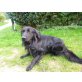 Armin, Flat Coated Retriever - Rüde