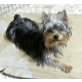 Armin zum Barbarakreuz, Yorkshire Terrier Welpen - Rüde