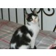 Armina, Armina sucht ein zuhause - Katze
