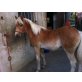 Arne, Haflinger - Hengst