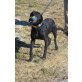 Arni, Labrador - Rüde