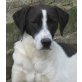 Arnie, Pointer-Mix - Rüde