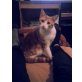 Arnold, 1,5 Jahre jung, ein süßer Kavalier - Kater