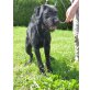 Arnold 9 Monate alter Riesenschnauzer, Riesenschnauzer - Rüde