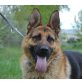 Arnold, Deutscher Schäferhund - Rüde