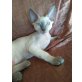 Arnold, Devon Rex - Kater