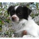 Aro, Chihuahua-Mix - Rüde