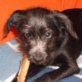 Aron, Affenpinscher-Mix, ca.30cm,geb01/03/2012 Welpen - Rüde