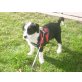 Aron, Border Collie Welpen - Rüde