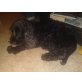 Aron, Cocker Spaniel - Rüde