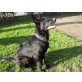 Aron, Deutscher Schäferhund - Rüde