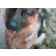 Aron, Deutscher Schäferhund - Rüde