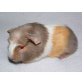 Aron, English Crested - männlich