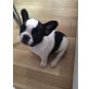 Aron, Französische Bulldogge - Rüde