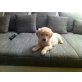 Aron, Golden Retriever Welpen - Rüde