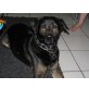 Aron, Labrador-Schäferhund - Rüde
