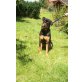 Aron, Rottweiler - Rüde