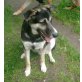 Aron, Schäfer-Husky - Rüde