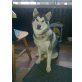 Aron, Siberian Husky Welpen - Rüde