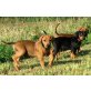 Aron von Sonnreith, Deutscher Pinscher Welpen - Rüde