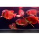 Arowana Fisch - weiblich