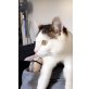 Arslan, Hauskatze - Kater