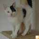 Art, Europäische Kurzhaarkatze - Kater