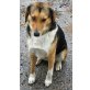 Artemis, Collie-Mischling - Hündin