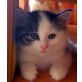 Artemis, Ich suche ein liebes zu Hause - Kater