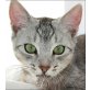 Artemis, Traumkater Artemis (Abessinier Mix) - Kater