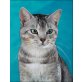 Artemis, Traumkater Artemis - Kater
